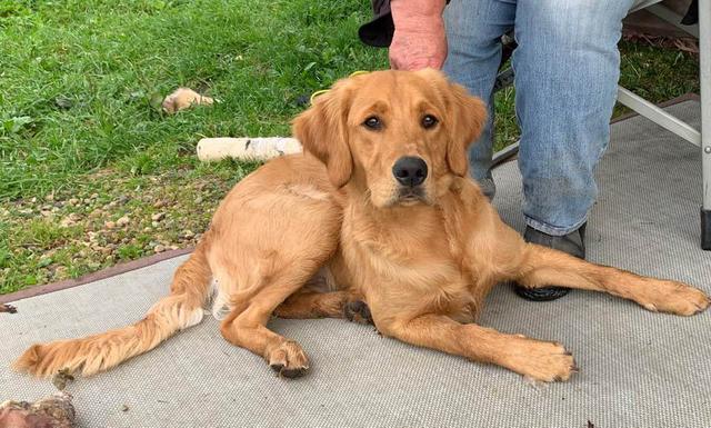 field golden retriever puppies for sale