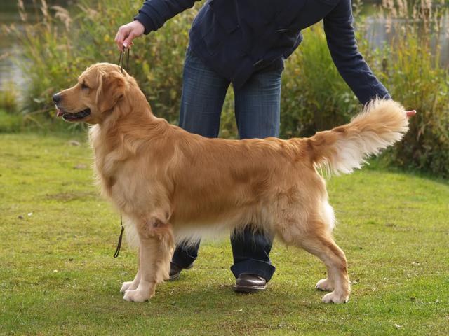 golden retrievers vancouver island zaniri golden retrievers golden retrievers vancouver island zaniri golden retrievers